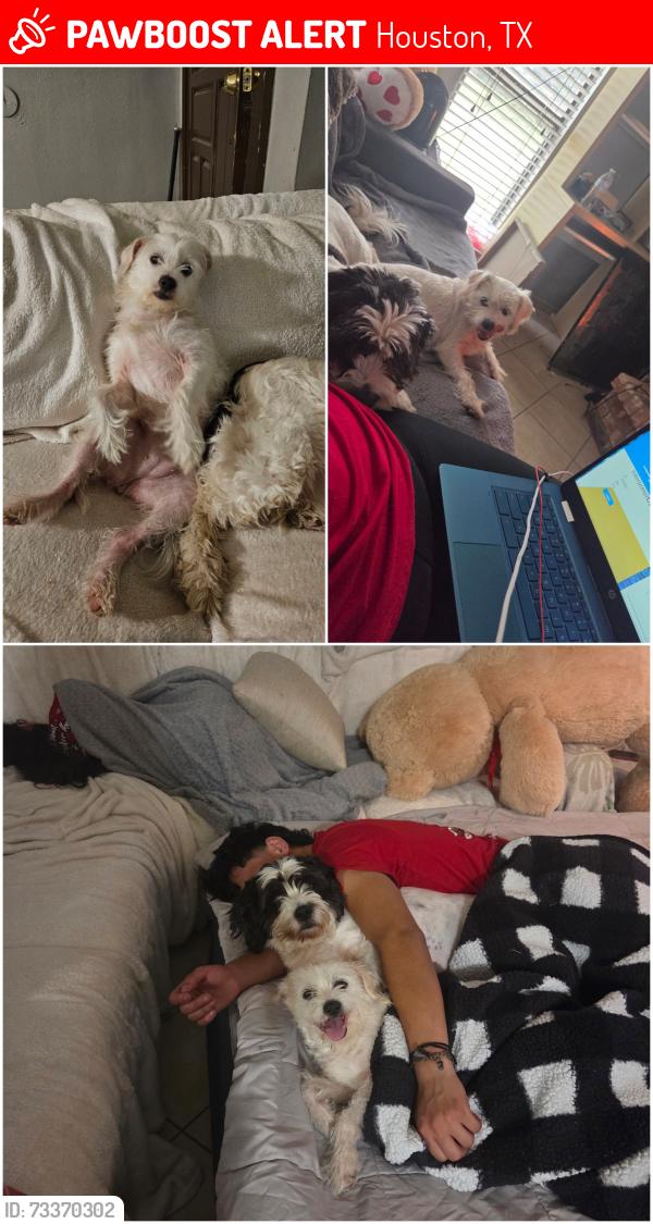 Lost Female Dog last seen Antoine, Gulfbank, Houston, TX 77088