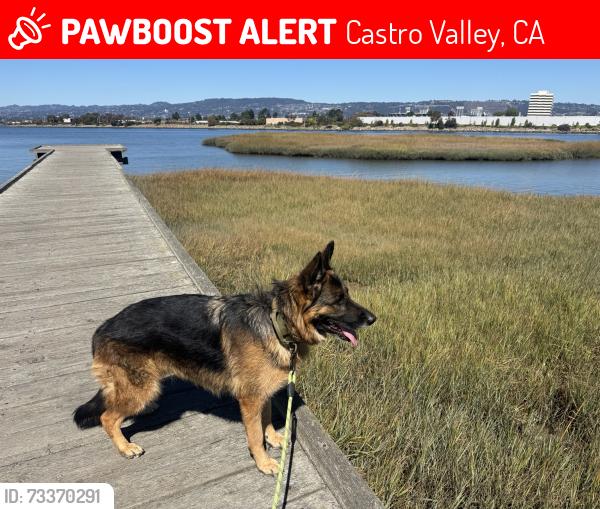 Lost Female Dog last seen Near Chaparral Pl, Castro Valley CA 94552, Castro Valley, CA 94552
