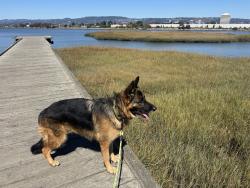 Lost Female Dog last seen Near Chaparral Pl, Castro Valley CA 94552, Castro Valley, CA 94552