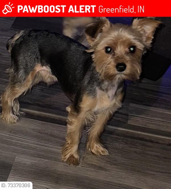 Lost Male Dog last seen US 40, Greenfield, IN 46140