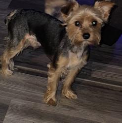 Lost Male Dog last seen US 40, Greenfield, IN 46140