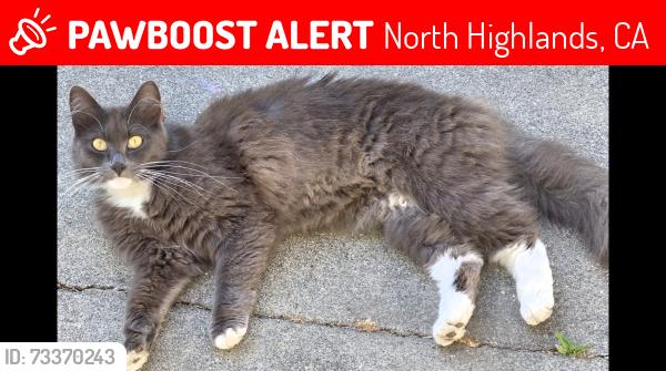 Lost Female Cat last seen Stoneman, Floral, Medora, North Highlands, CA 95660