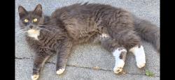 Lost Female Cat last seen Stoneman, Floral, Medora, North Highlands, CA 95660