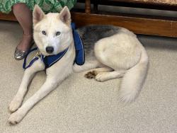 Found/Stray Male Dog last seen Ravensway Drive and DeKalb Medical, Lithonia, GA 30058