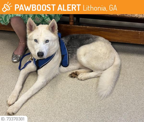 Found/Stray Male Dog last seen Ravensway Drive and DeKalb Medical, Lithonia, GA 30058