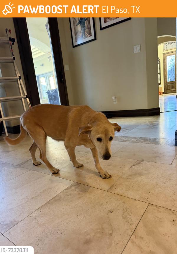 Found/Stray Female Dog last seen Upper valley, El Paso, TX 79932