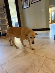 Found/Stray Female Dog last seen Upper valley, El Paso, TX 79932