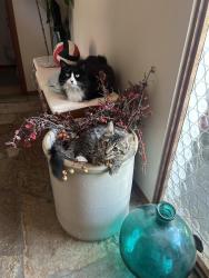 Lost Female Cat last seen 54th st sw, Everett, WA 98203