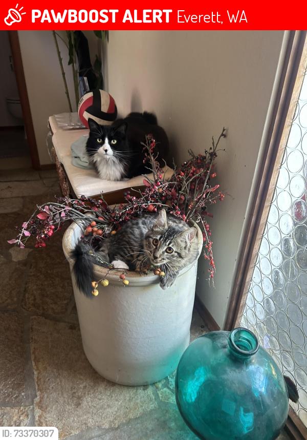 Lost Female Cat last seen 54th st sw, Everett, WA 98203
