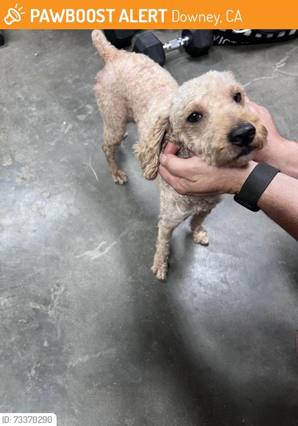 Found/Stray Male Dog last seen Paramount and Firestone, Downey, CA 90241