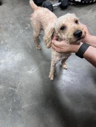 Found/Stray Male Dog last seen Paramount and Firestone, Downey, CA 90241