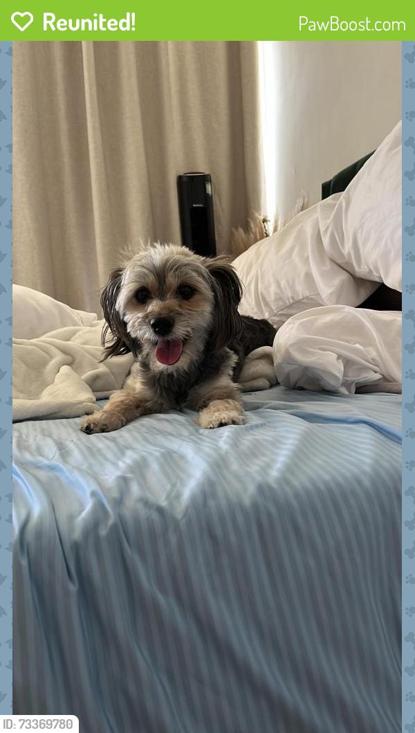 Reunited Male Dog last seen Hermosa and Carter Ave, Sierra Madre, CA 91024