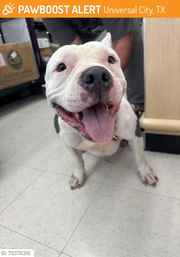 Found/Stray Female Dog last seen montage appartment complex, Universal City, TX 78148