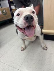 Found/Stray Female Dog last seen montage appartment complex, Universal City, TX 78148