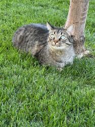 Reunited Male Cat last seen Stone Creek Canyon, West Haven, UT 84401