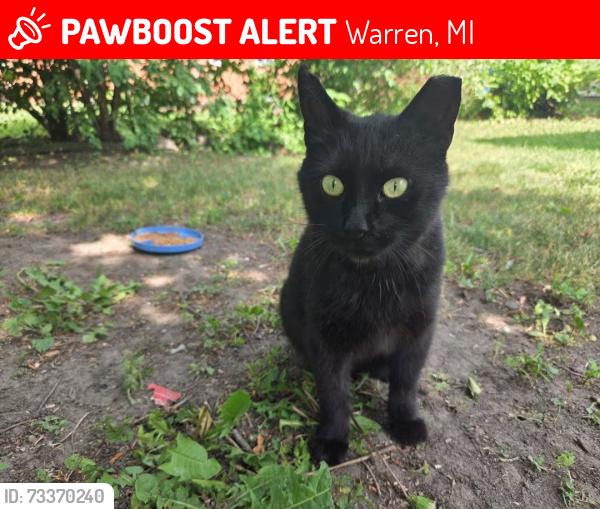 Lost Female Cat last seen Gloede Drive near 13 Mile and Hayes, Warren, MI 48088