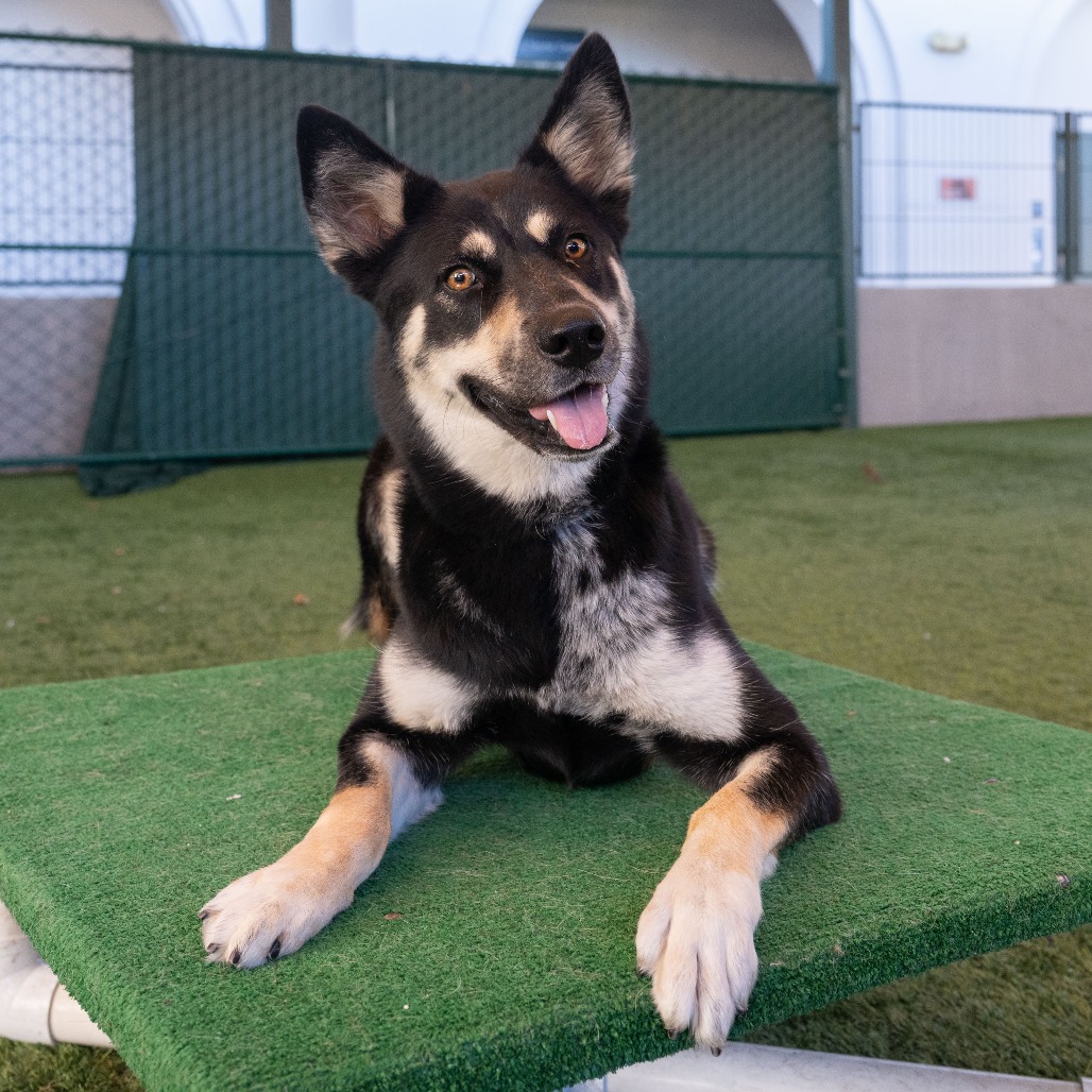 Shelter Stray Female Dog last seen , 361 S Raymond Ave, Pasadena, CA 91105, USA