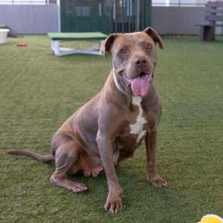 Shelter Stray Female Dog last seen , 361 S Raymond Ave, Pasadena, CA 91105, USA