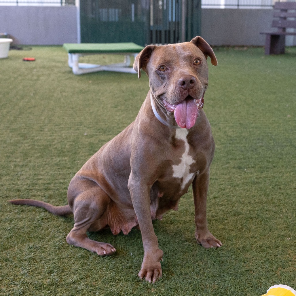 Shelter Stray Female Dog last seen , 361 S Raymond Ave, Pasadena, CA 91105, USA