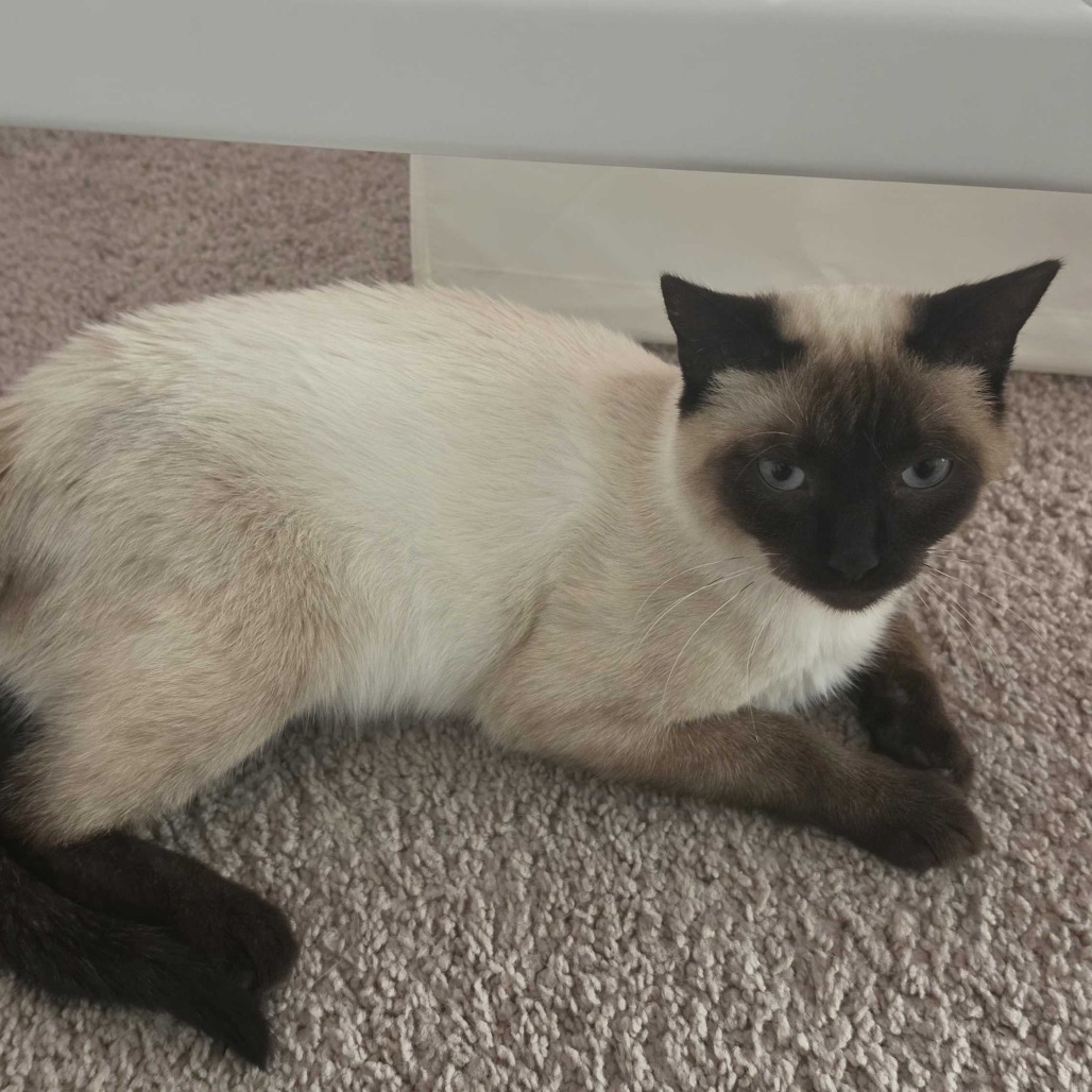 Shelter Stray Male Cat last seen , 2608 Center St, Tacoma, WA 98409, USA
