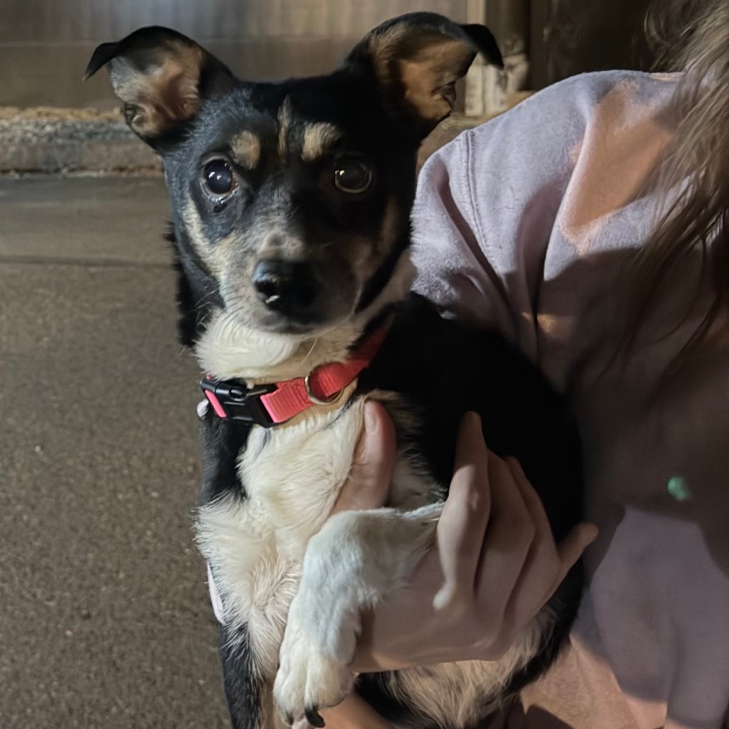 Shelter Stray Female Dog last seen , 2608 Center St, Tacoma, WA 98409, USA