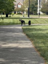 Found/Stray Unknown Dog last seen Centennial baseball diamond, Westfield, IN 46074