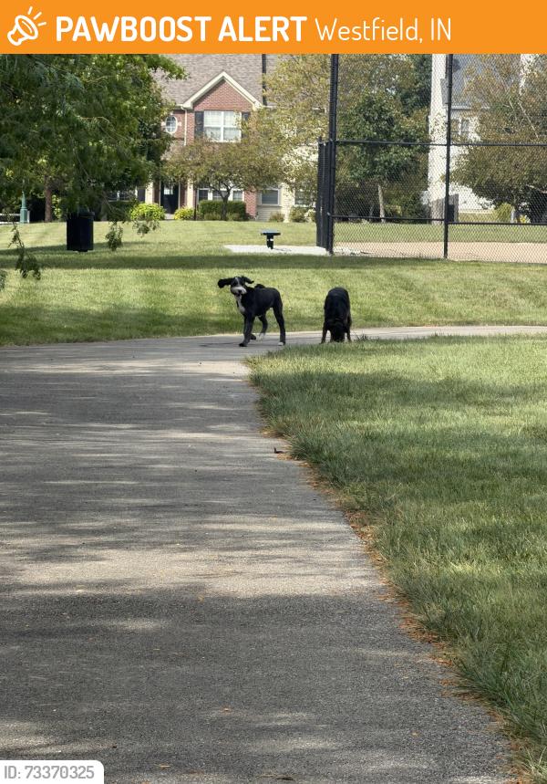 Found/Stray Unknown Dog last seen Centennial baseball diamond, Westfield, IN 46074
