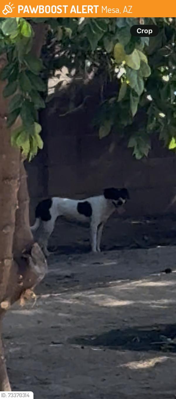 Found/Stray Male Dog last seen Trovita ests, Mesa, AZ 85213