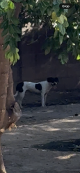 Found/Stray Male Dog last seen Trovita ests, Mesa, AZ 85213