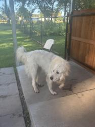 Lost Male Dog last seen Near rodeo in the ranch subdivision, Opelousas, LA 70570