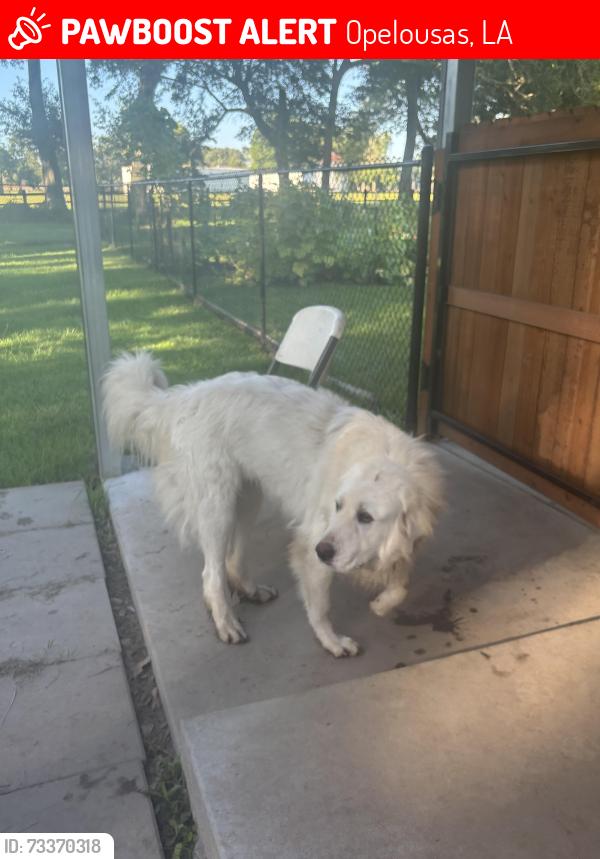 Lost Male Dog last seen Near rodeo in the ranch subdivision, Opelousas, LA 70570