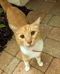 Found/Stray Unknown Cat last seen 5th Street SW, Vero Beach, FL 32968