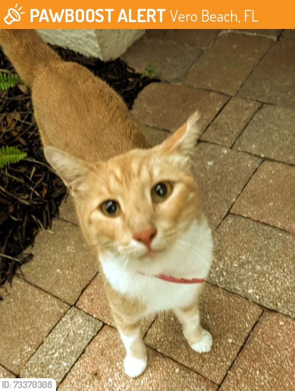 Found/Stray Unknown Cat last seen 5th Street SW, Vero Beach, FL 32968