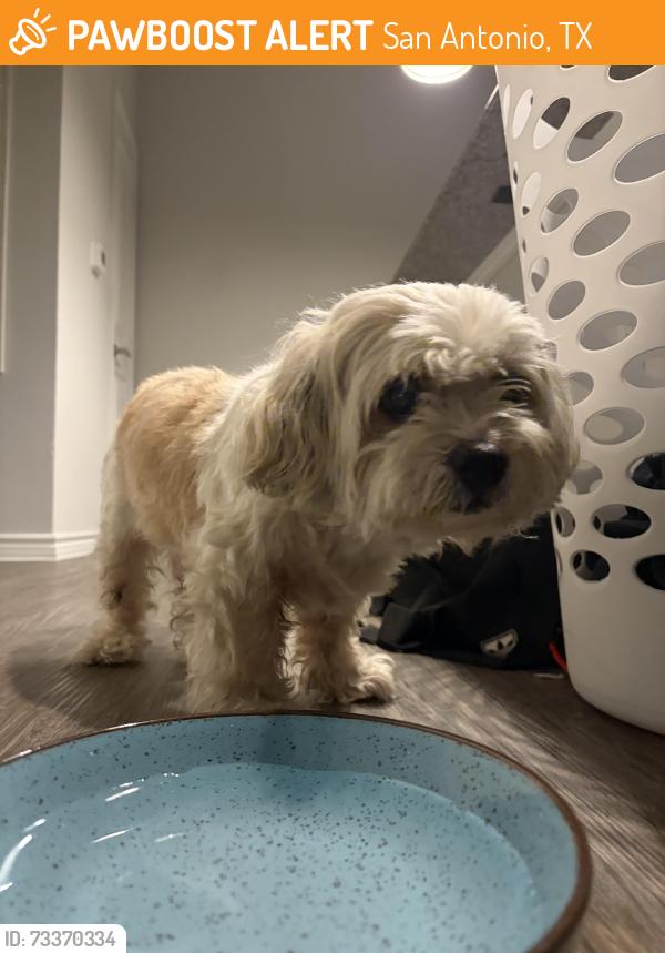 Found/Stray Male Dog last seen Roaming the neighborhood, San Antonio, TX 78247