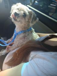 Found/Stray Male Dog last seen Aurora Illinois, Aurora, IL 60506