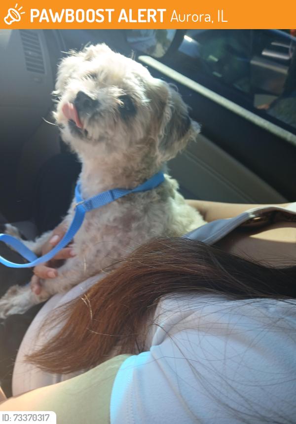 Found/Stray Male Dog last seen Aurora Illinois, Aurora, IL 60506