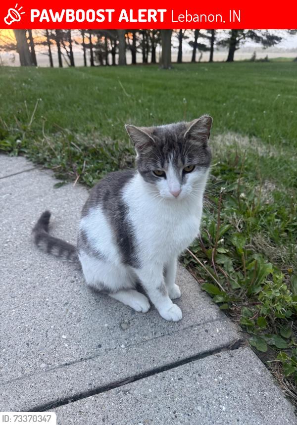 Lost Female Cat last seen Middle Jamestown Rd. Lebanon, IN, Lebanon, IN 46052