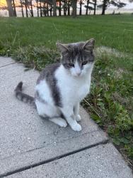 Lost Female Cat last seen Middle Jamestown Rd. Lebanon, IN, Lebanon, IN 46052