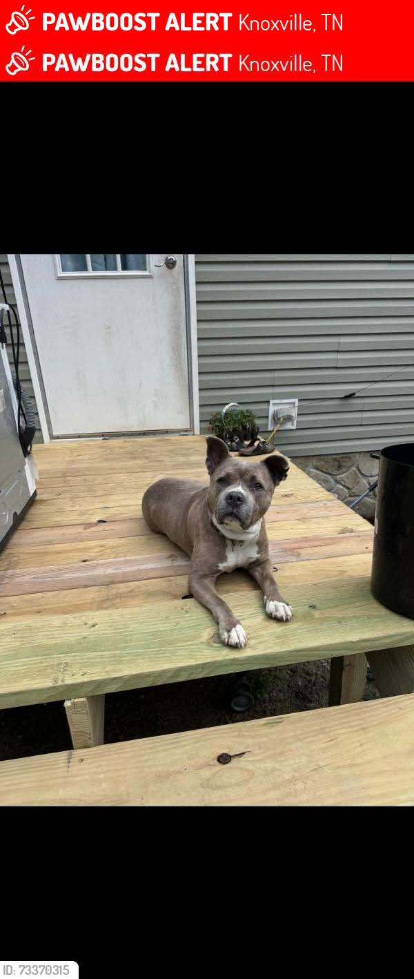 Lost Female Dog last seen Union School rd and Pine Grove rd, Knoxville, TN 37914
