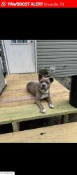 Lost Female Dog last seen Union School rd and Pine Grove rd, Knoxville, TN 37914