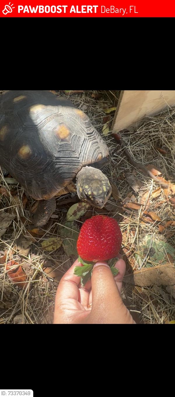 Lost Male Reptile last seen Colomba Rd, DeBary, FL 32713