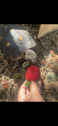 Lost Male Reptile last seen Colomba Rd, DeBary, FL 32713