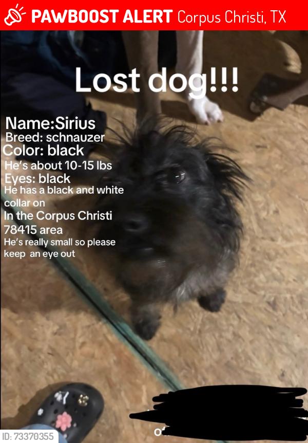 Lost Male Dog last seen Persimmon, Corpus Christi, TX 78415