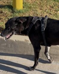 Reunited Unknown Dog last seen Eton Drive & Holly near Terrace View school, Grand Terrace, CA 92313