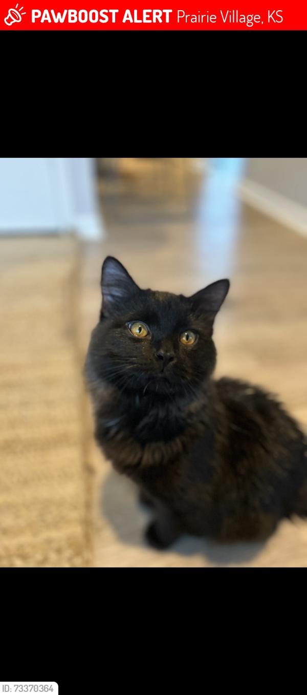 Lost Male Cat last seen 79th street and belinder, Prairie Village, KS 66208