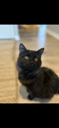 Lost Male Cat last seen 79th street and belinder, Prairie Village, KS 66208