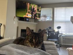 Lost Male Cat last seen Near merrill creek pkwy, Everett, WA 98203
