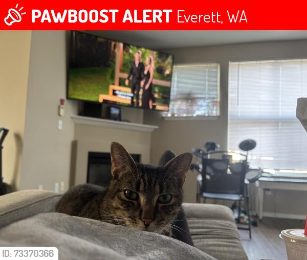 Lost Male Cat last seen Near merrill creek pkwy, Everett, WA 98203
