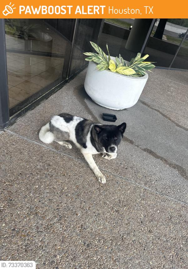Found/Stray Unknown Dog last seen Gessner, Houston, TX 77074