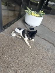 Found/Stray Unknown Dog last seen Gessner, Houston, TX 77074